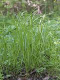 Carex pallescens