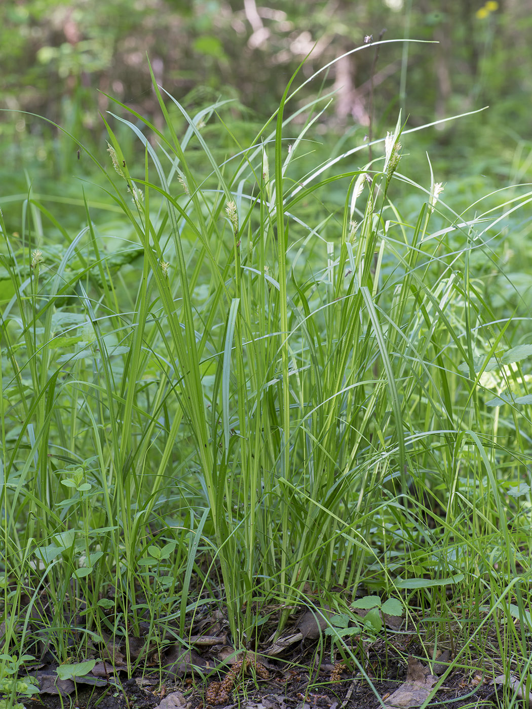 Изображение особи Carex pallescens.