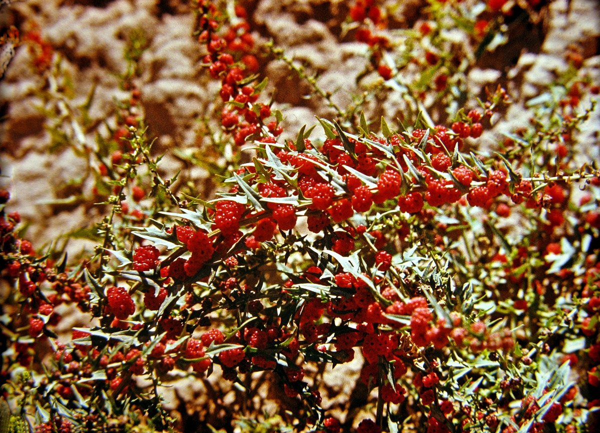 Image of Blitum virgatum specimen.