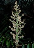 Image of taxon representative. Author is Сергей Наумов