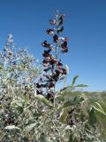 Ammodendron bifolium
