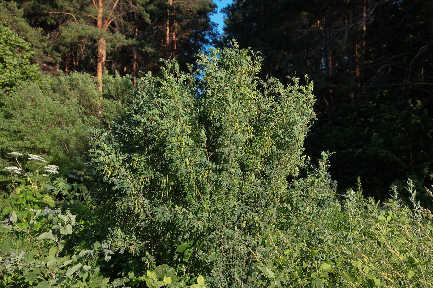 Image of Caragana arborescens specimen.