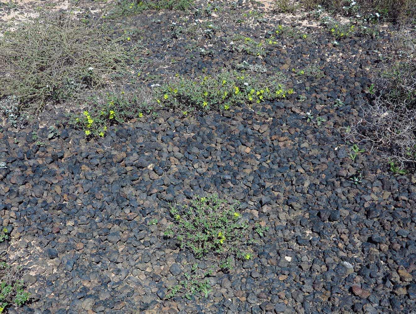 Image of Helianthemum canariense specimen.