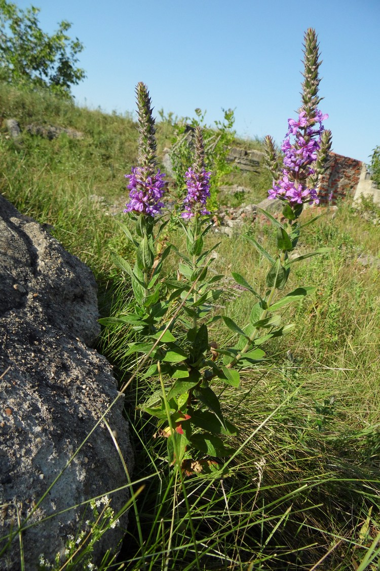 Image of Lythrum salicaria specimen.