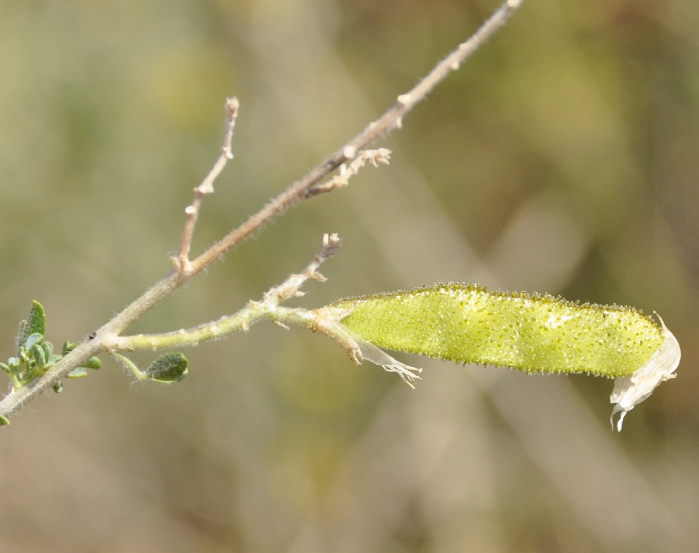 Image of Adenocarpus complicatus specimen.