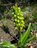Orchis punctulata