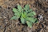 Verbascum blattaria