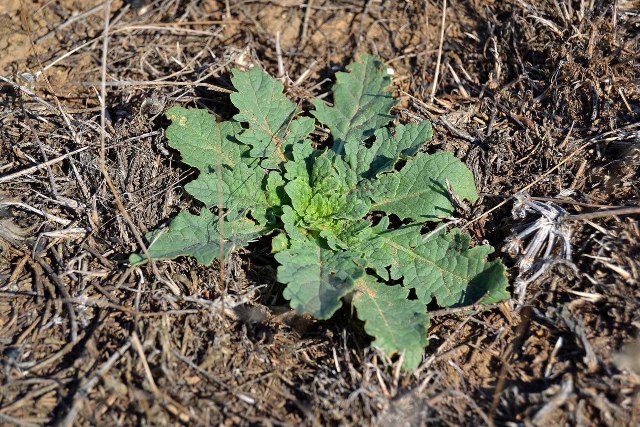 Image of Verbascum blattaria specimen.