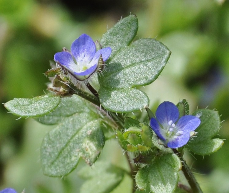 Image of Veronica triloba specimen.