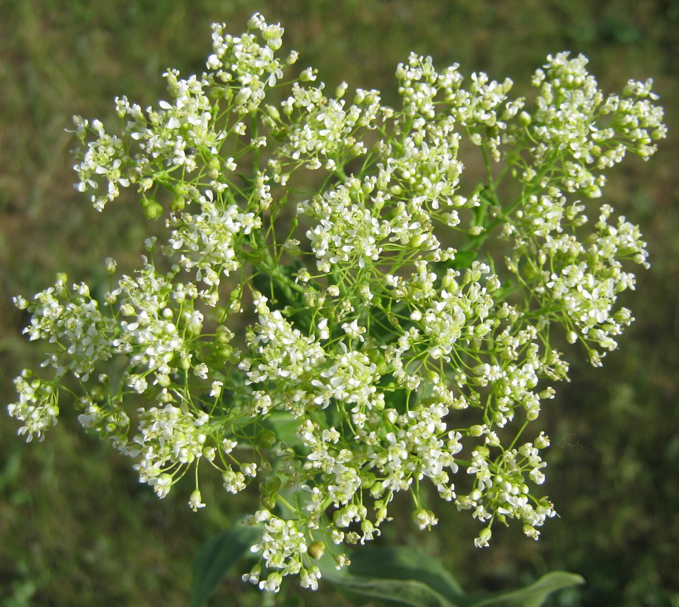 Image of Cardaria draba specimen.
