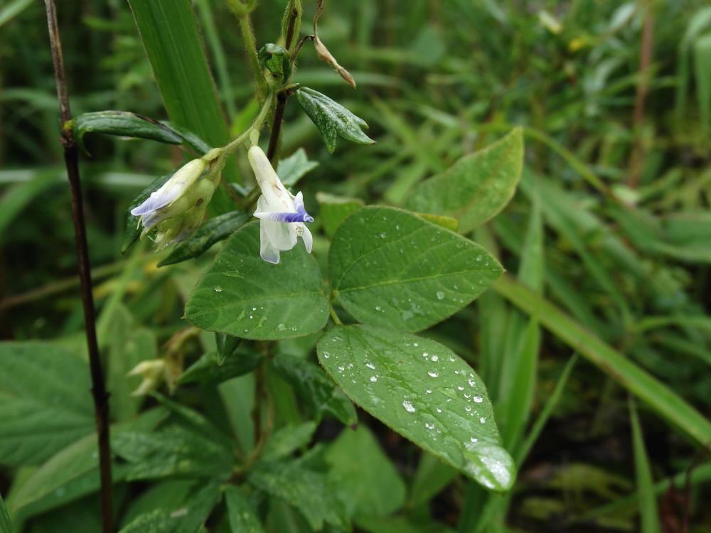 Image of Amphicarpaea japonica specimen.