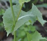 Sonchus oleraceus