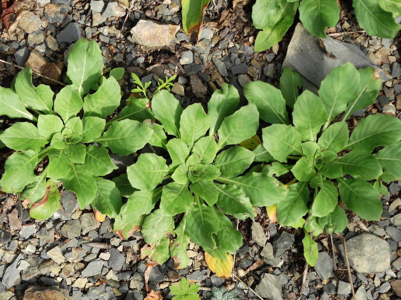 Изображение особи род Oenothera.