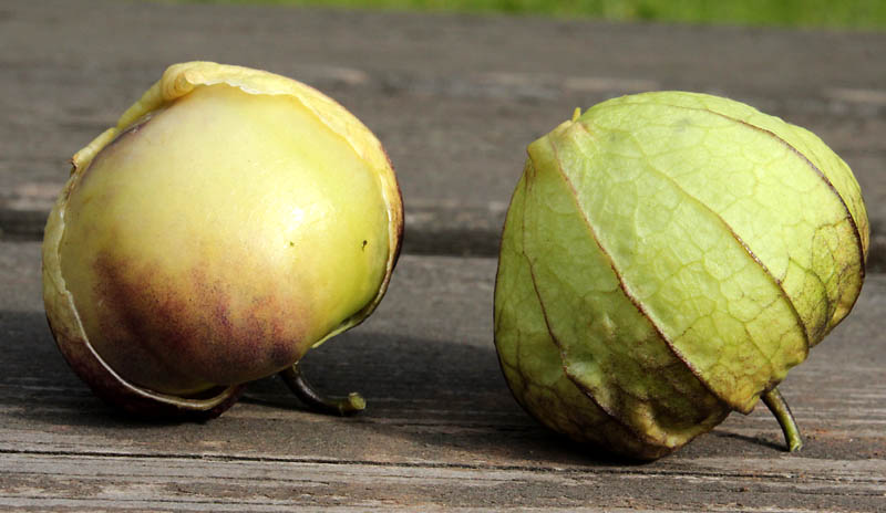 Image of Physalis ixocarpa specimen.