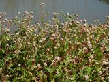 Truellum thunbergii