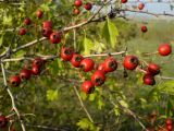 Crataegus monogyna