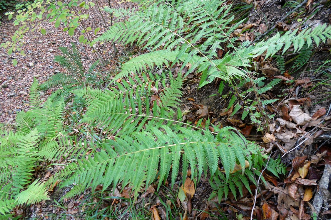 Image of Dryopteris filix-mas specimen.