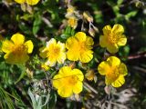 Helianthemum nummularium