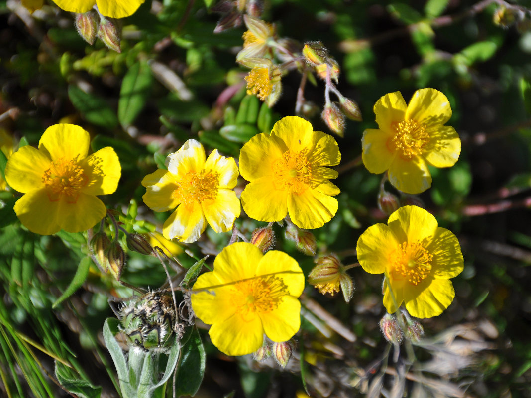 Image of Helianthemum nummularium specimen.