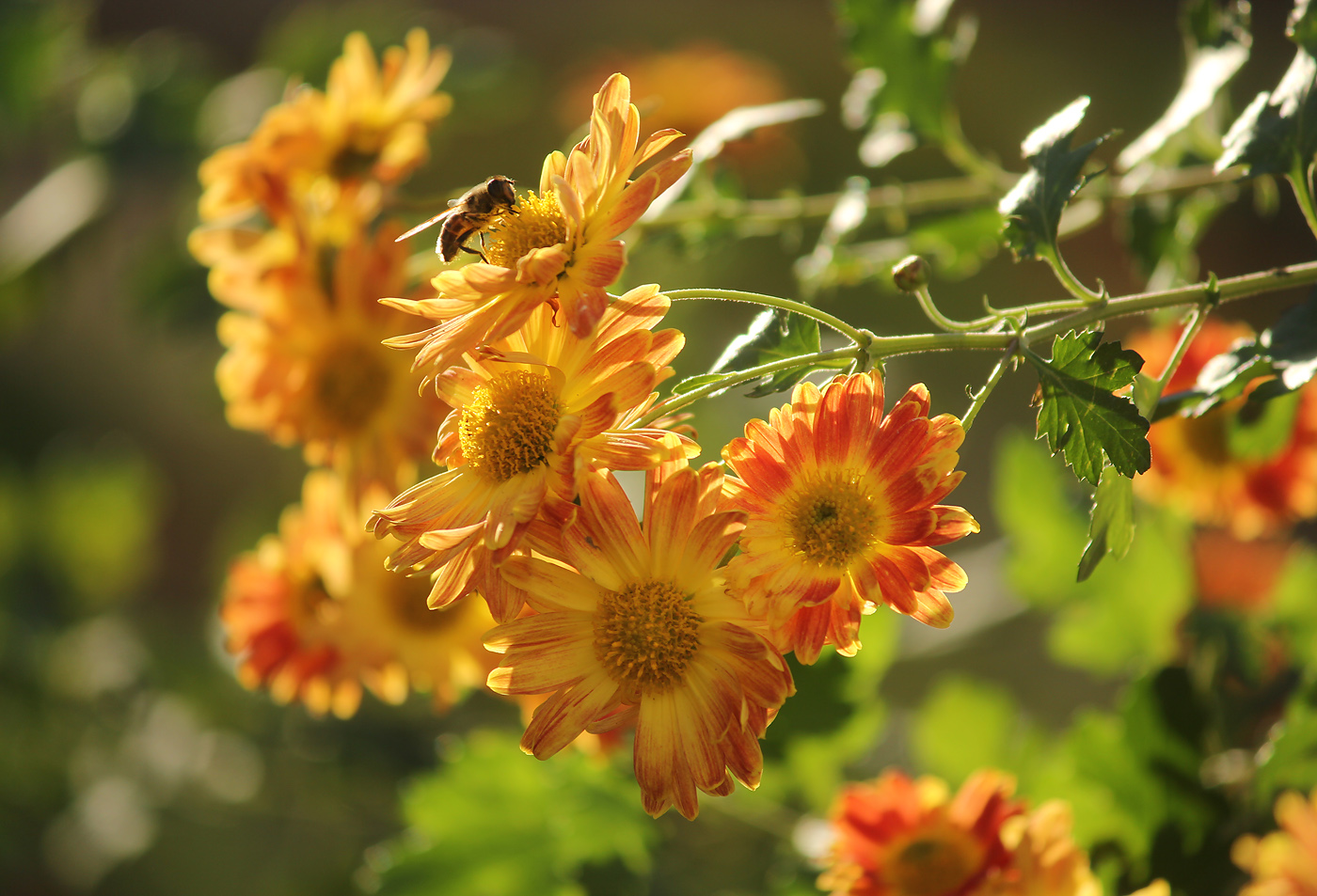 Image of Chrysanthemum indicum specimen.