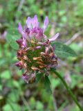 Trifolium pratense. Отцветающее соцветие. Амурская обл., Бурейский р-н, окр. с. Виноградовка, песчаный овраг. 20.07.2016.