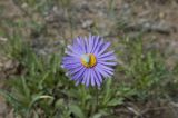 Aster alpinus