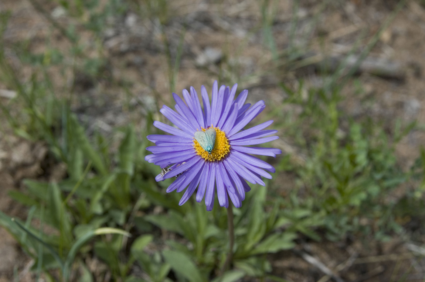 Изображение особи Aster alpinus.