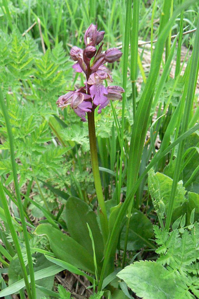 Image of Orchis spitzelii specimen.