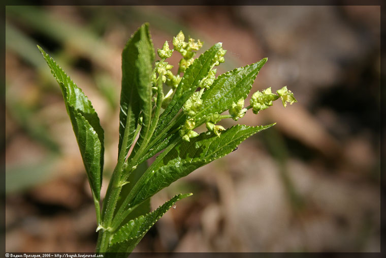 Изображение особи Mercurialis perennis.