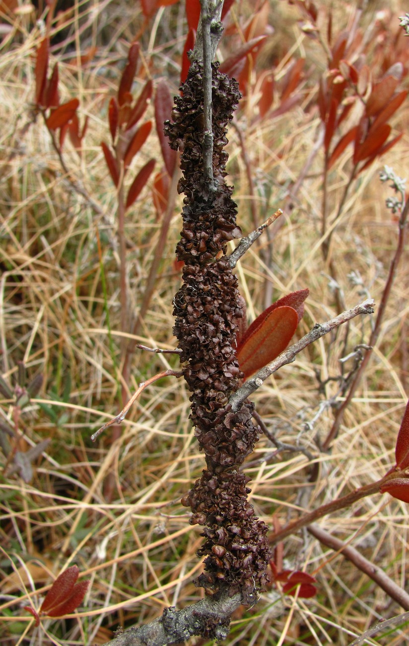 Image of Cetraria sepincola specimen.