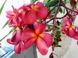 Plumeria rubra. Соцветие. Израиль, г. Бат-Ям, в культуре. 22.09.2016.