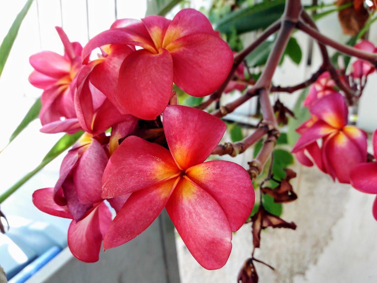 Изображение особи Plumeria rubra.