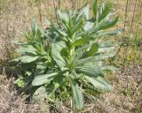 Isatis tinctoria