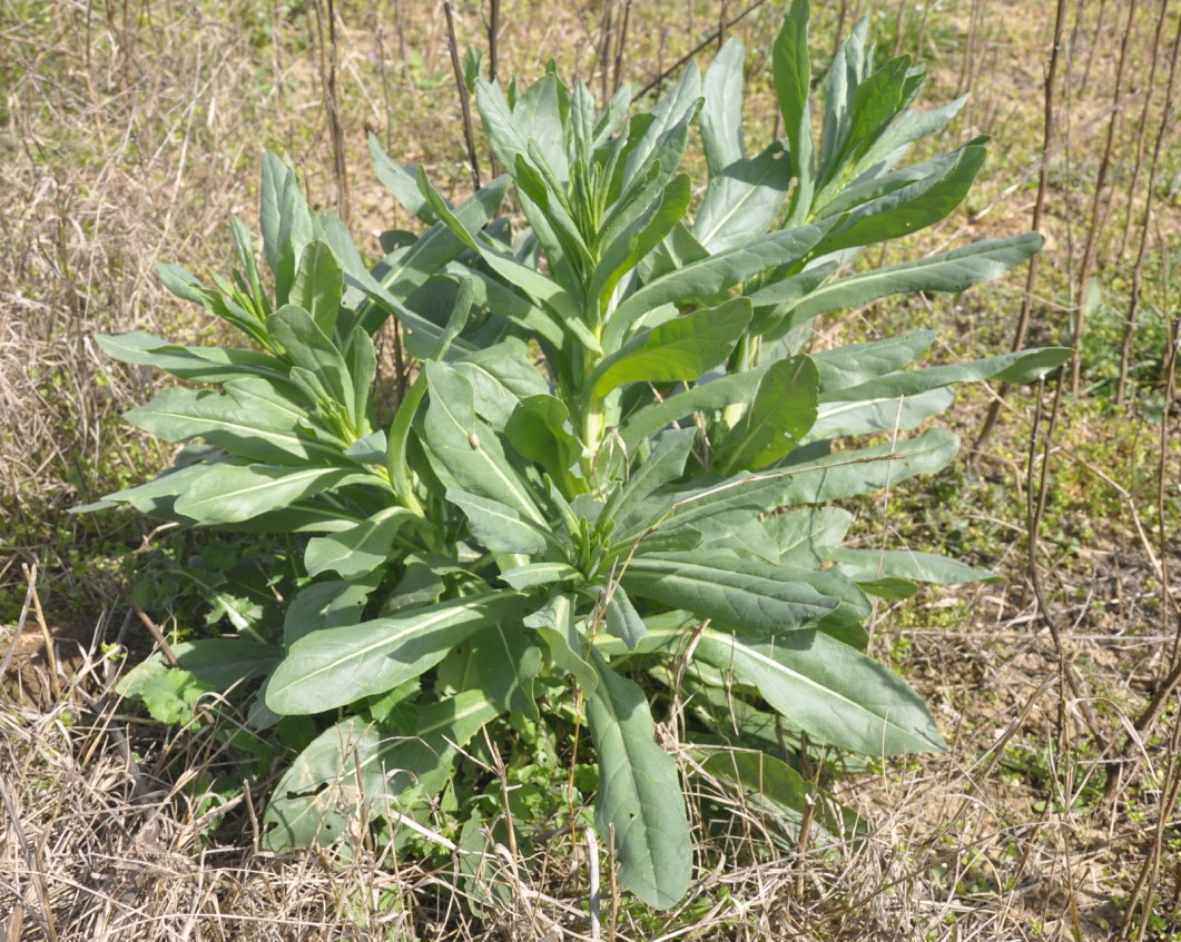 Изображение особи Isatis tinctoria.