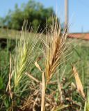 род Hordeum. Соплодия. Краснодарский край, г. Краснодар, полоса отчуждения железной дороги. 08.07.2016.