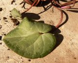 Cyclamen abchasicum