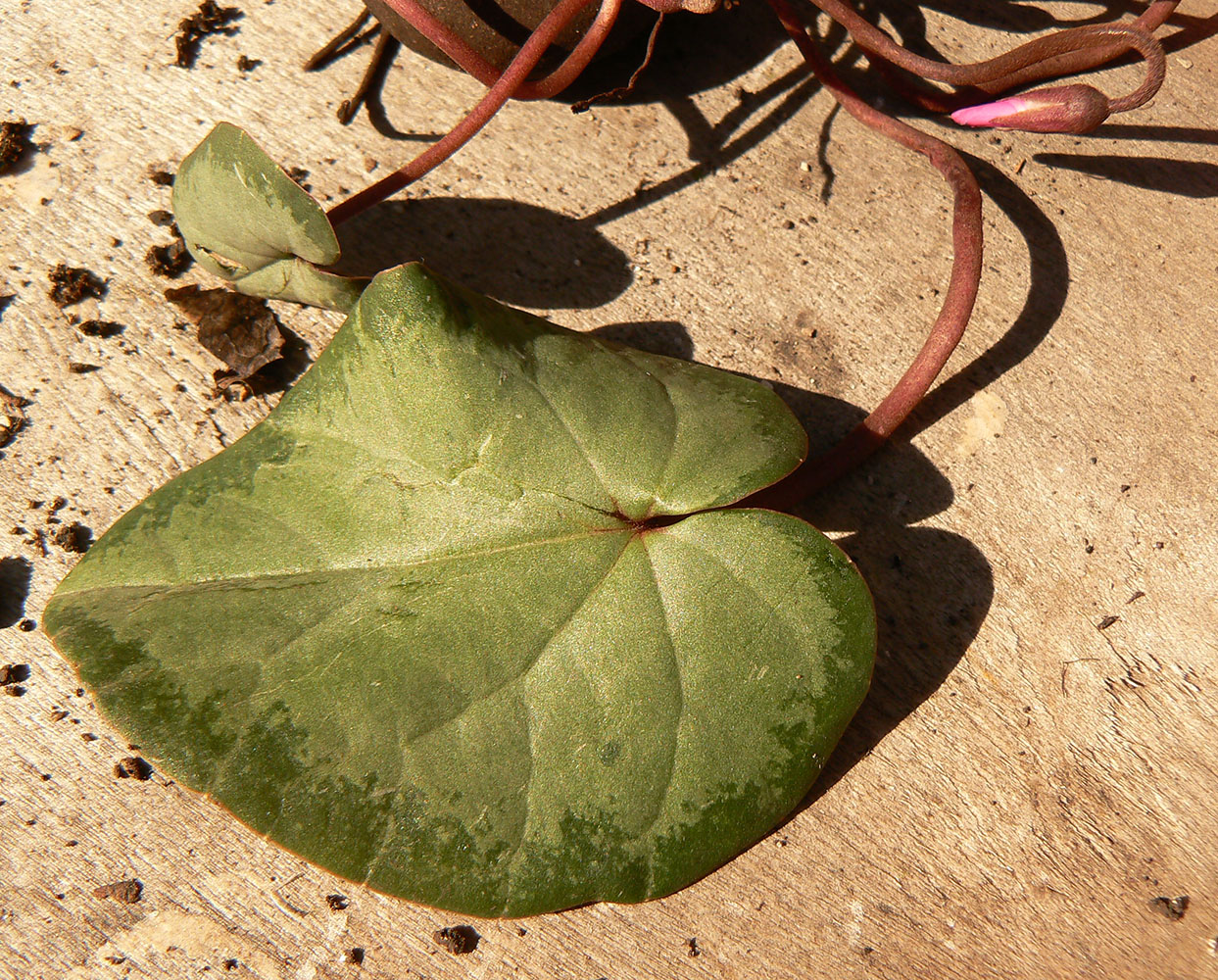 Изображение особи Cyclamen abchasicum.