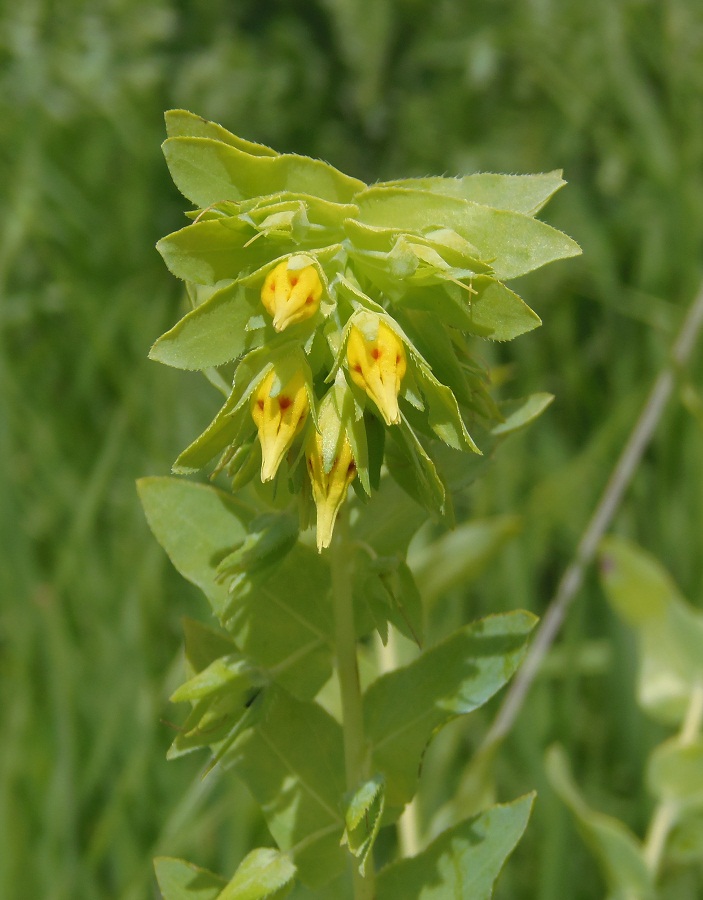 Image of Cerinthe minor specimen.