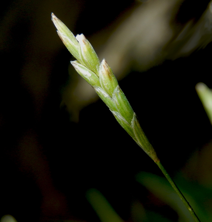 Image of Glyceria notata specimen.