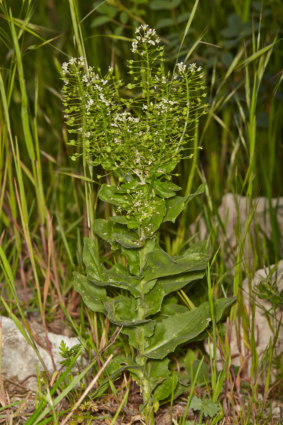 Image of Cardaria draba specimen.