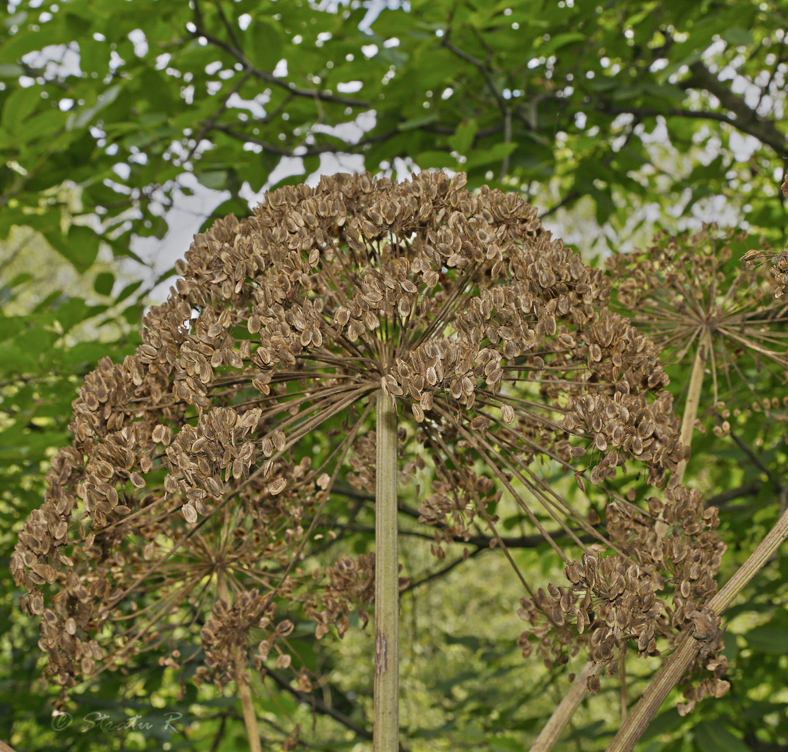 Image of Heracleum mantegazzianum specimen.
