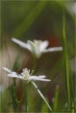 Ornithogalum woronowii