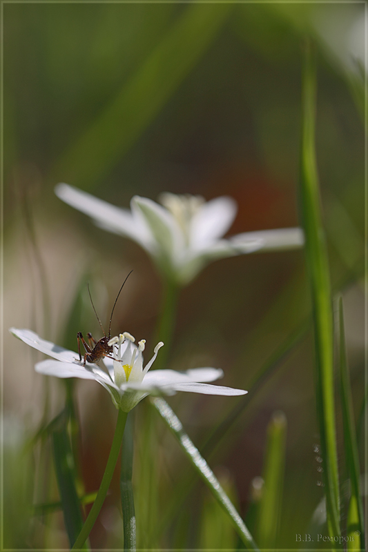 Изображение особи Ornithogalum woronowii.