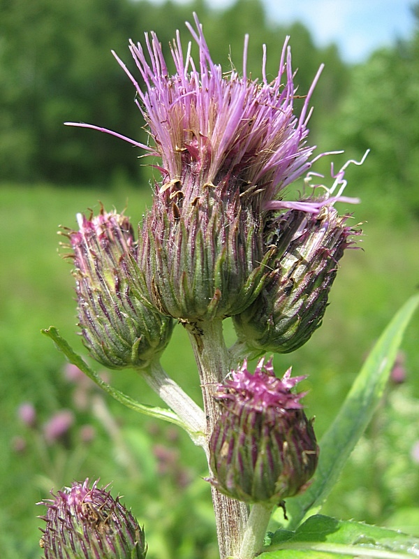 Image of Cirsium helenioides specimen.