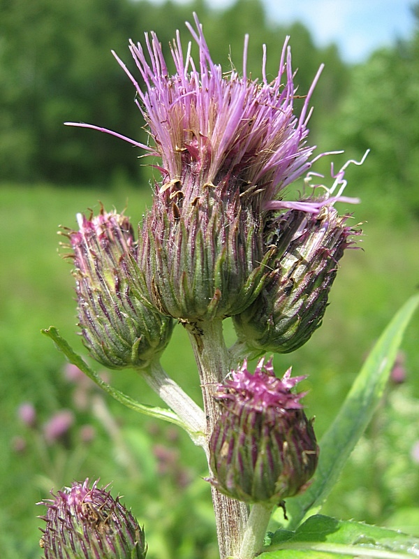 Изображение особи Cirsium helenioides.