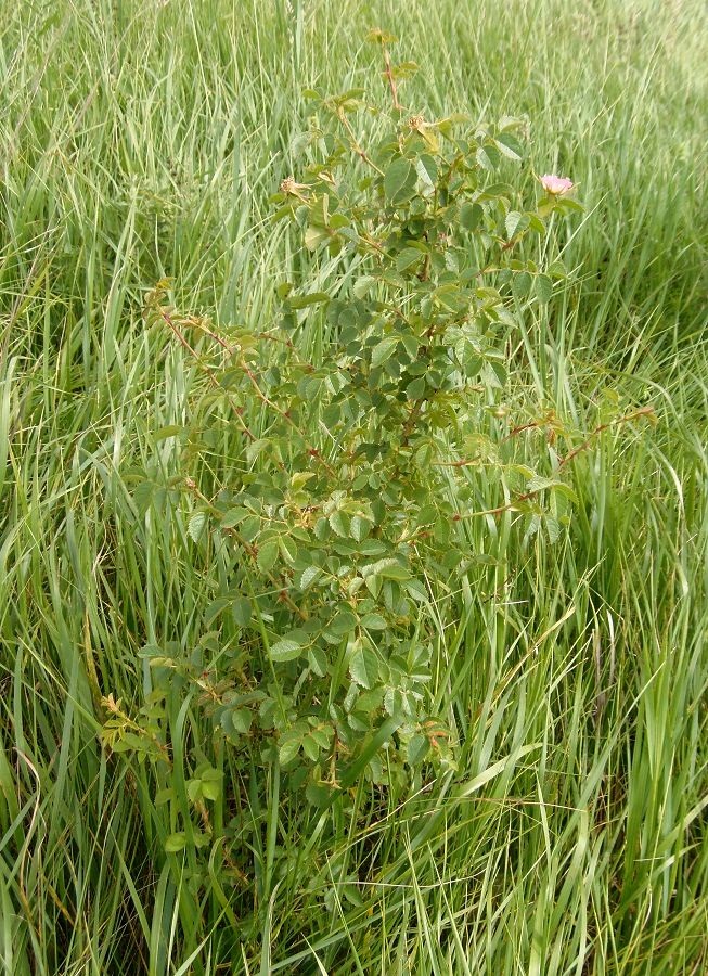 Image of genus Rosa specimen.