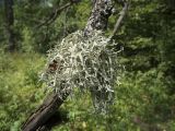 Image of taxon representative. Author is Роман Провидухин