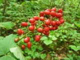 Actaea erythrocarpa. Верхушка побега с соплодием. Средний Урал, Свердловская обл., долина р. Пышма, окр. г. Сухой Лог, смешанный лес. 18.07.2013.