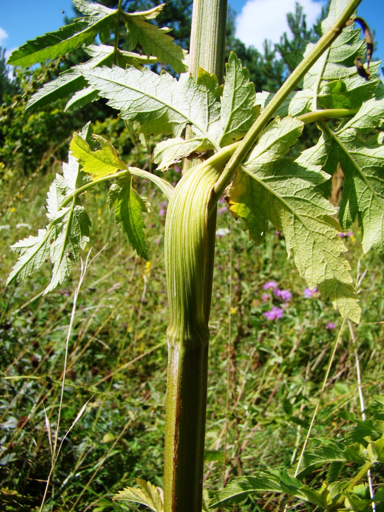 Изображение особи Pastinaca sylvestris.