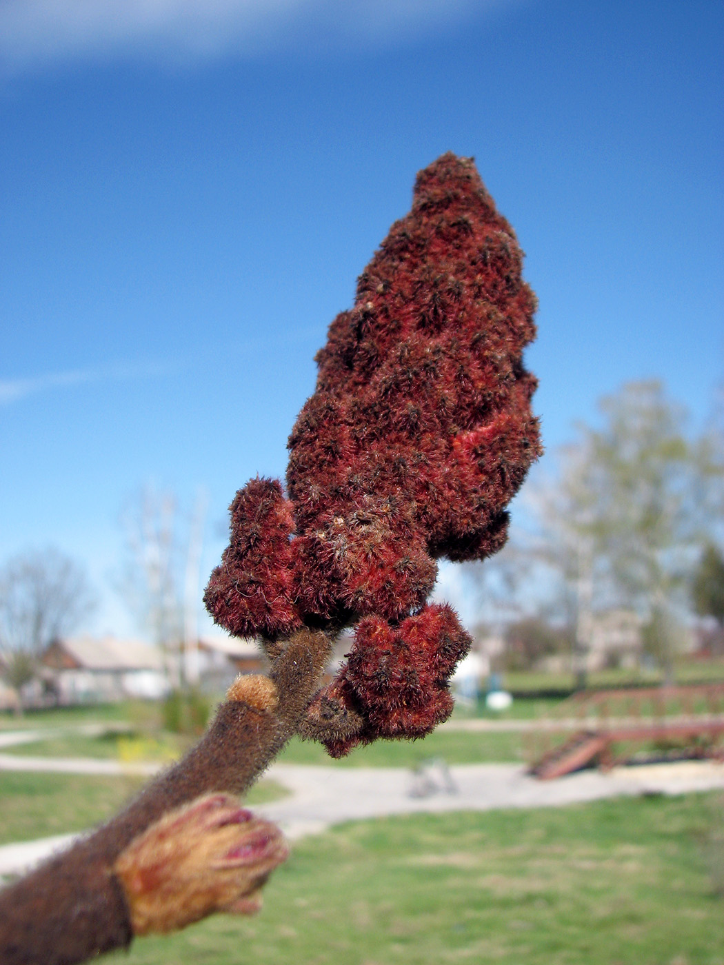 Image of Rhus typhina specimen.